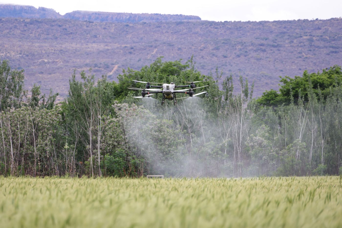 Agricultural drone spraying a crop field
